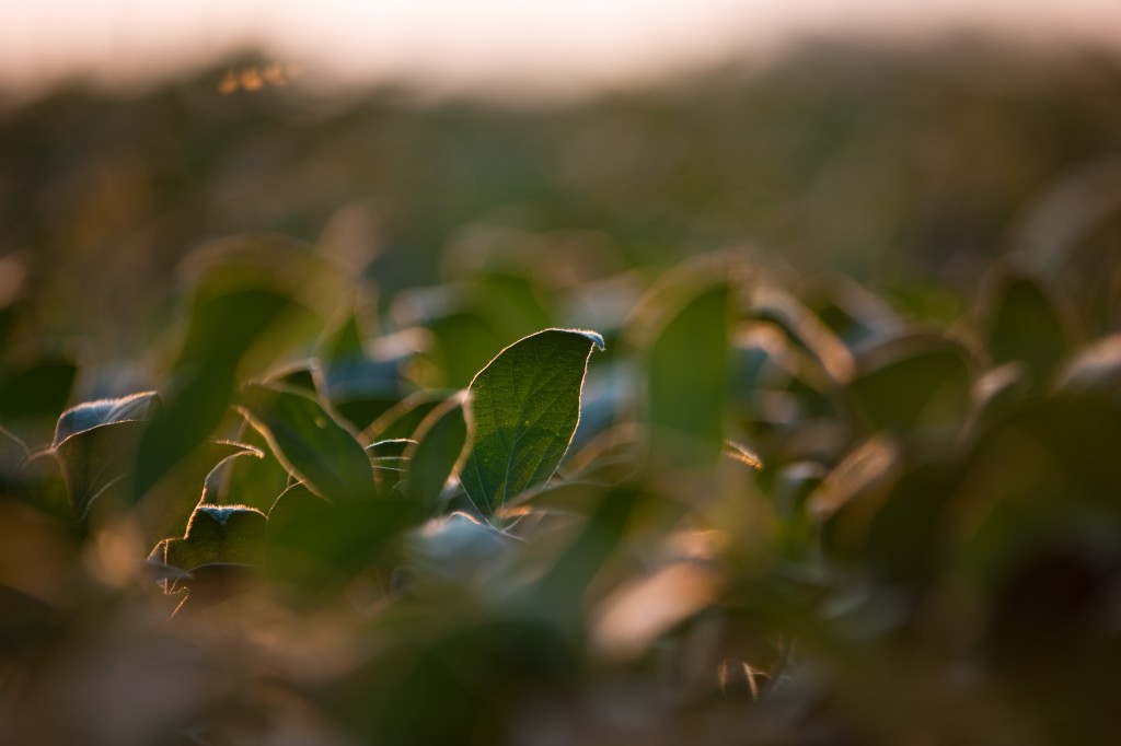 Mid-season Soybean Field